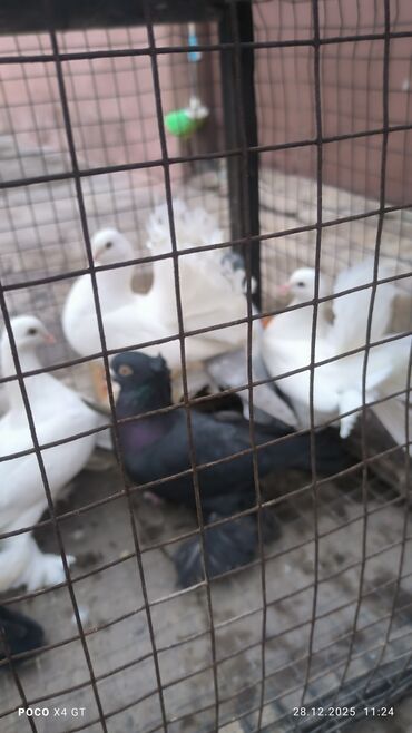 Птицы: Игровые летные цена договарная - Породы: белые павлины (характерные — 3