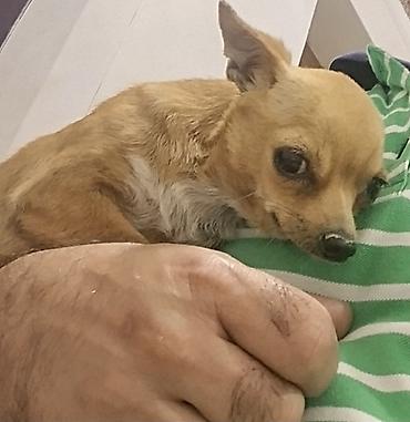 Çixuahua, 2 il lalafo.az -da Çixuahua, 2 il