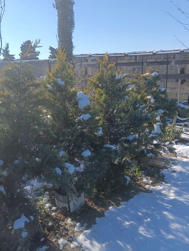 Torf: Aqaclarin satsi torf gubresde satışda var Baqlarin salınması -da lalafo.az — 3 Torf: Aqaclarin satsi torf gubresde satışda var Baqlarin salınması — 3