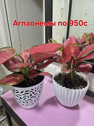 ред: Комнатные растения и композиты в горшках. Отличный подарок для Вас и — 8