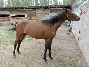 животное ласка: Байтал 2 жаш таза кандуу Атасы Англичанин