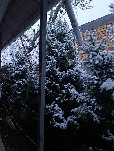 Пихта: Пихты/ели для участка - Живые хвойные деревья, выращенные на — 10