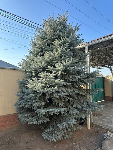 Голубая ель (вероятно Picea pungens Glauca) крупного размера для