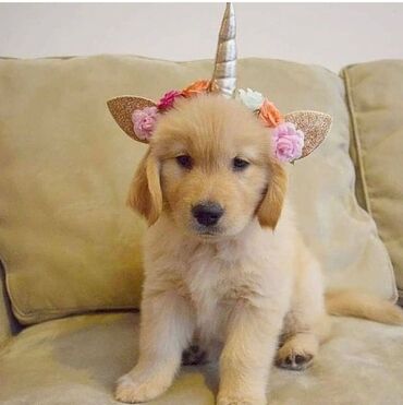 İtlər: Labrador-retriver, 1 ay, Erkek, Pulsuz çatdırılma — 4