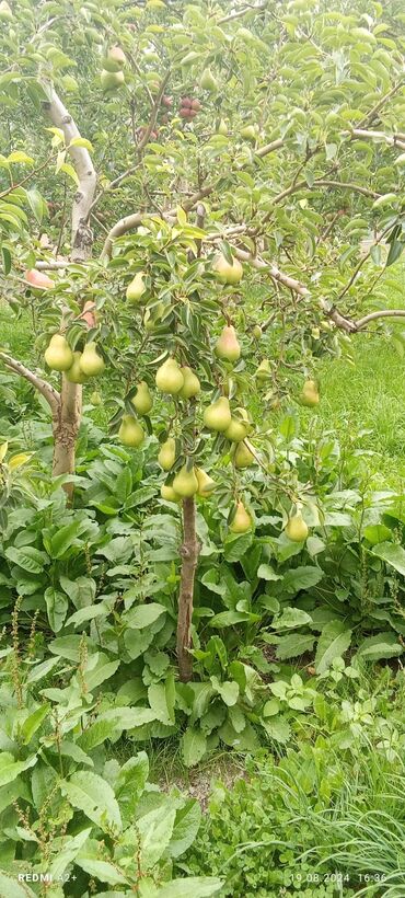 Фрукты и ягоды: Фрукты и ягоды — 3