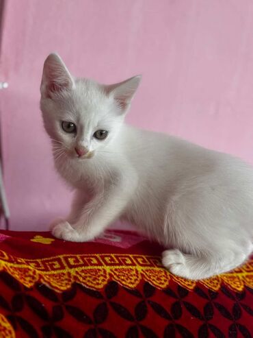 котёнок в добрые руки: Самка, В добрые руки
