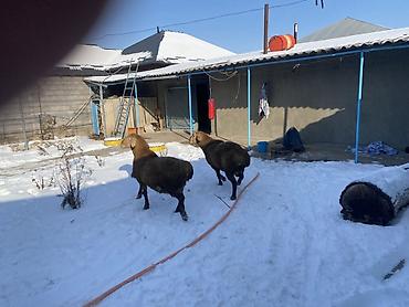 Баран, овца: Продаю | Овца (самка) | Арашан | Для разведения — 10