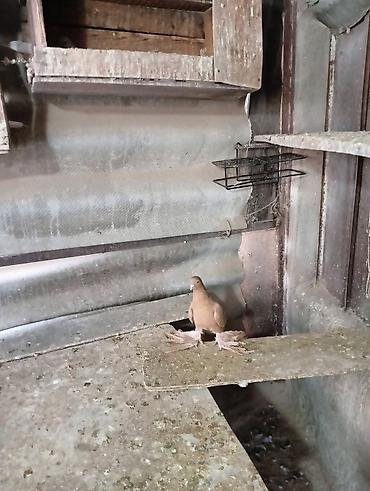 Птицы: Продаю молодых голубей 1 шт стоит пятьсот сом окончательно родители — 4