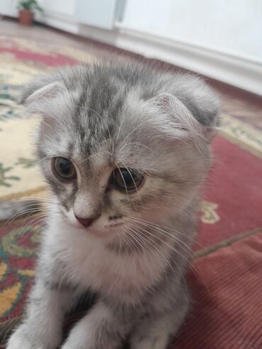 Продажа кошек: Скотиш Фолд (Шотландская вислоухая), 2 месяца, Девочка, Голубой, Приучена к лотку