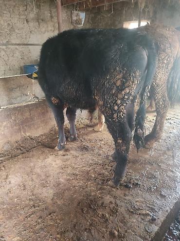 Коровы, быки: Продаю | Бык (самец) | На откорм | Привязанные — 6