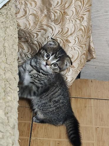 Кошки: Скотиш Фолд (Шотландская вислоухая), 2 месяца, Девочка, Черепаховый, Приучена к лотку — 1