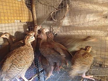 кошка жалал абад: Продаю месячных цесорят домашние — 2