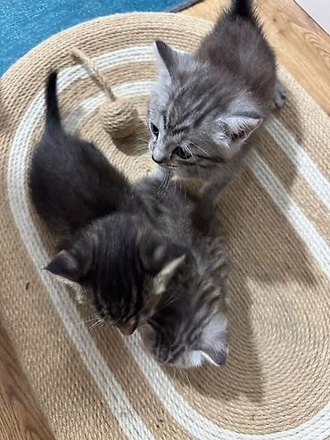 Котята, полосатые и дымчатые окрасы - Порода: домашние
