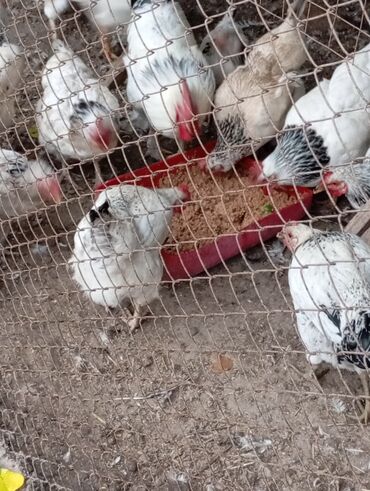 дом для животных: Продаю | Куры | Для разведения