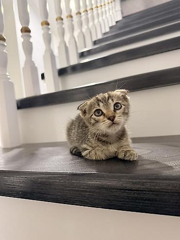 кот сфинкс: Скотиш Фолд (Шотландская вислоухая), 2 месяца, Мальчик, Приучена к лотку, Проглистована — 5