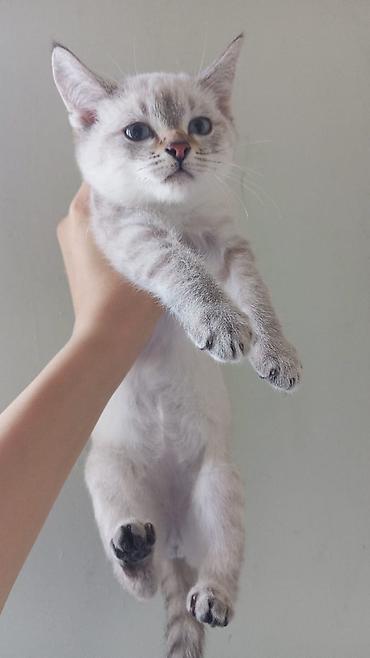 Pişiklər: Şotland, Erkək, Dişi, Yaxşı əllərə, Ünvandan götürmə, Pulsuz çatdırılma, Ödənişli çatdırılma — 6