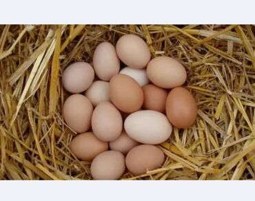 Куры, петухи: Продаю домашние инкубационные куриные яйца. Порода полубрама