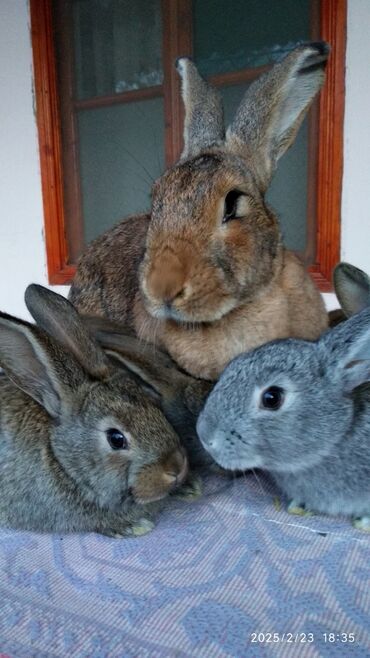 Dovşanlar: Flandr cinsli damazlıq dovşan balaları satılır. Ətlik cinsidir. Təmiz -da lalafo.az — 13 Dovşanlar: Flandr cinsli damazlıq dovşan balaları satılır. Ətlik cinsidir. Təmiz — 13