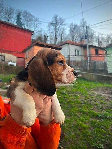 Psi: Bigl štenci Prodajem prelepe rasne štence rase Bigl, oštenjene — 2