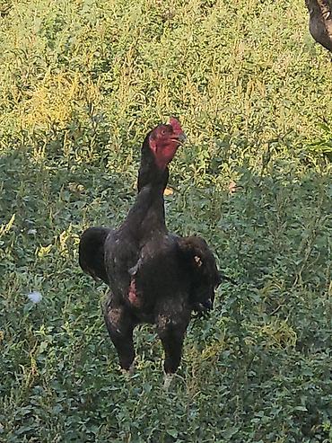 xoruz heyratı: Xoruz, Heyratı, il: 2 — 1