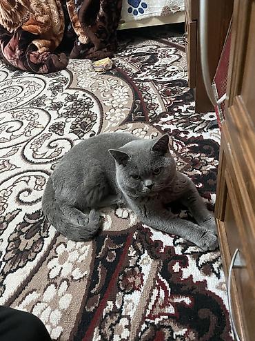 белый кошка: Вязка: Британская короткошёрстная, Мальчик, 3 года, С прививками, Голубой — 7