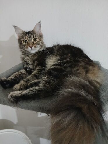 Mačke: Maine Coon mačka – prelepa tigrasta (brown tabby) ženka sa izrazitim — 5