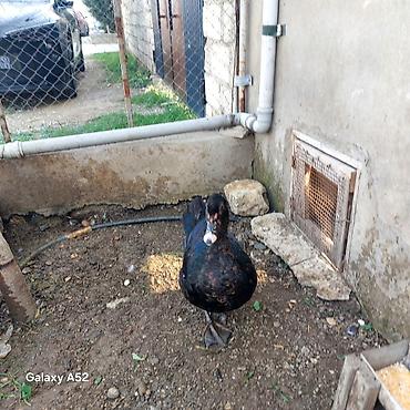 at satsi: Təmiz qan Orginal Zümrüdü Lal ördəy bir erkəy bir fərə qanının — 9