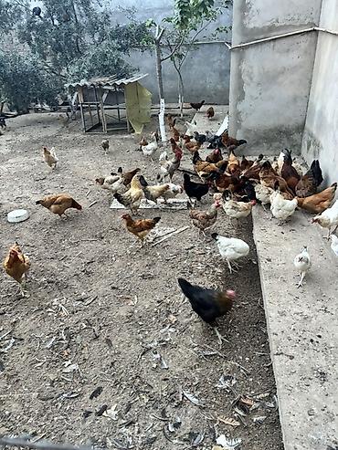 Qarışıq cins kənd toyuqları 2 illik yumurtayan toyuqıar - lalafo.az -da Qarışıq cins kənd toyuqları 2 illik yumurtayan toyuqıar -
