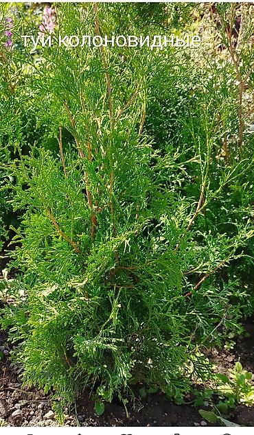 Декоративные деревья: Саженцы деревьев: Туи at lalafo.kg — 2 Декоративные деревья: Саженцы деревьев: Туи — 2