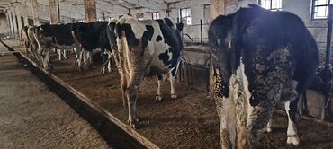 Коровы, быки: Продаю | Корова (самка) — 14