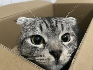 купить котенка вислоухого: Шотландская вислоухая кошка . Очень ласковый чистоплотный и