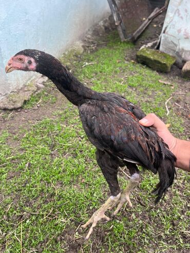 Cücələr: Toyuq cücələri, Damazlıq — 9