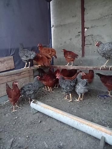 курочки: Продаю | Куры | Для разведения — 2