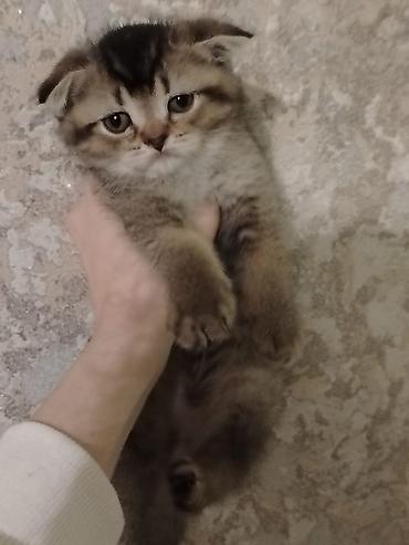 Pişiklər: Şotland — 5