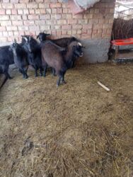 домик для животных: Сатам | Эчки (ургаачы), Теке (эркек), Улак