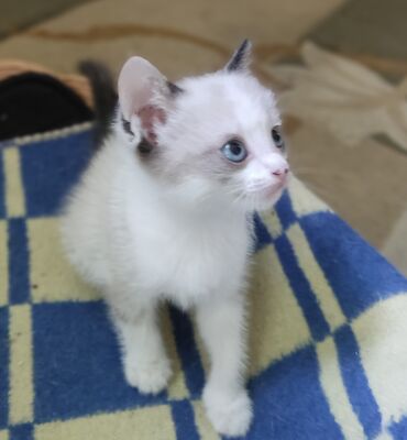 попугай чех: Отдам в добрые руки котят)) Возраст 2мес. Игривые и шустрые пушистики