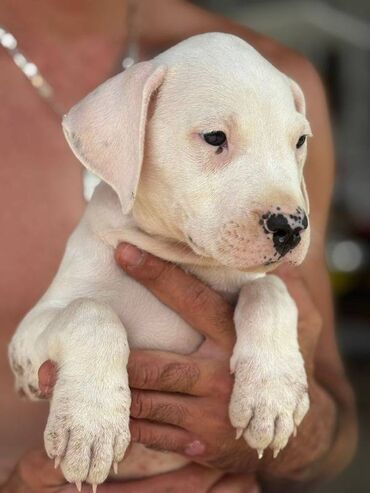 Psi: U ponudi štenci rase Dogo Argentino, oštenjeni 17.05.2025. Uredno — 2
