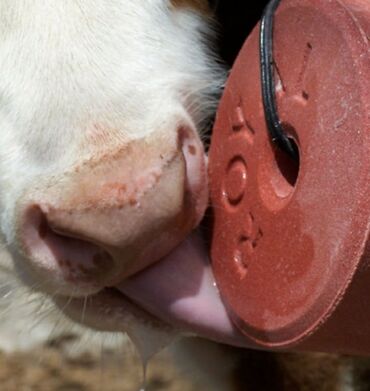 Qidalandırıcılar: Yem qabı, Yem üçün, Heyvanlar üçün, Rayonlara çatdırılma, Ünvandan götürmə, Ödənişli çatdırılma — 6