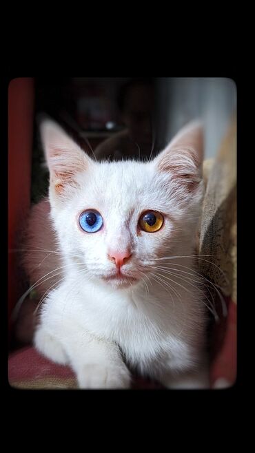 купить персидского кота: Продам котенька