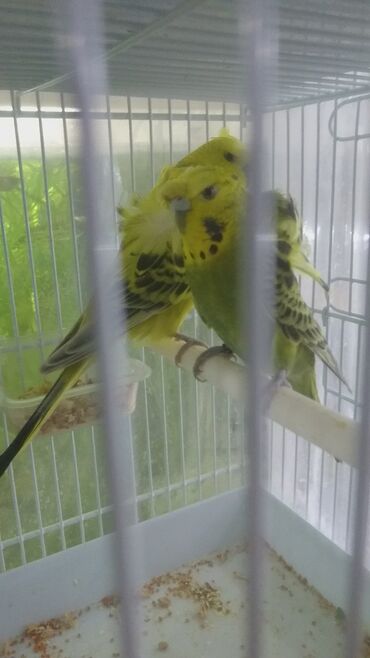 Tutuquşları: Tutuquşları — 21