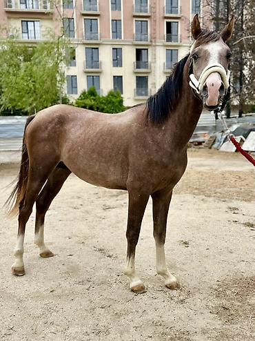 poni at satilir: Erkək, il: 2, Ünvandan götürmə, Pulsuz çatdırılma, Ödənişli çatdırılma — 2