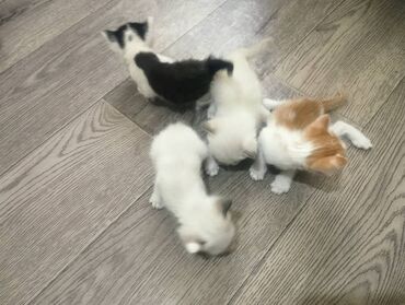 все о кошках британской породы: БЕСПЛАТНО Очаровательные котята различных окрасов, включая черный с