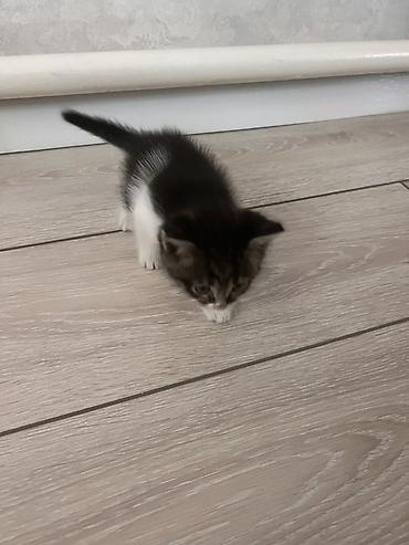 мейн кун кошки: - Подарите котятам счастливую жизнь в любящем доме! 🐱❤️ — 5