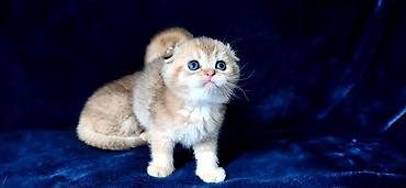Продажа кошек: Скотиш Фолд (Шотландская вислоухая), 2 месяца, Девочка, Золотая шиншилла — 18