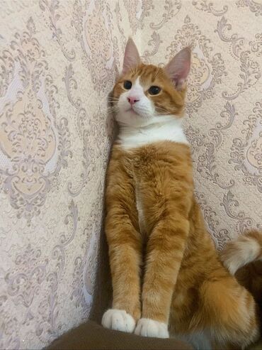 британская кошка рыжая: Кошка даром: Скотиш Страйт (Шотландская прямоухая), Мальчик