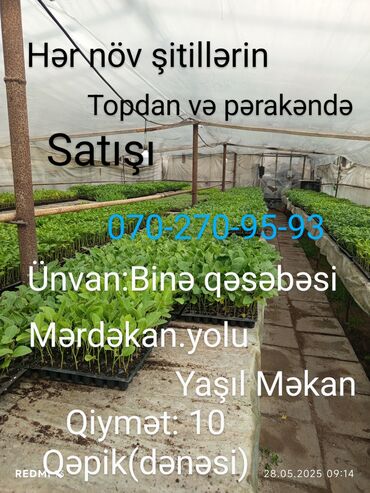 sitili: Hər növ şitillərin Topdan və pərakəndə satışı Tel:070-270-95-93