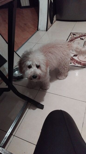 İtlər: Pudel — 2