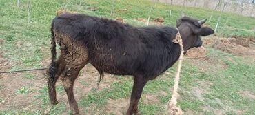cins inekler azerbaycanda: Erkək, Holsteyn, il: 1, Damazlıq, Ünvandan götürmə, Pulsuz çatdırılma, Ödənişli çatdırılma