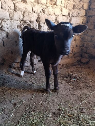 сколько стоит собака породы доберман: Продаю | Музоо, торпок | Голштин, Швицкая | Для разведения | Искусственник