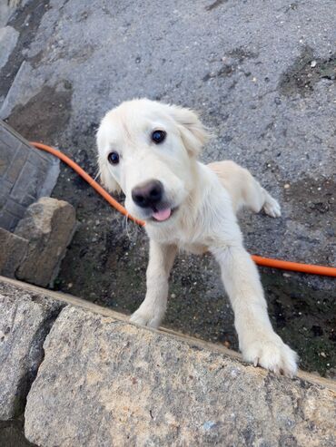 qurdbasar itləri: Retriever, 7 ay, Erkek, Ünvandan götürmə